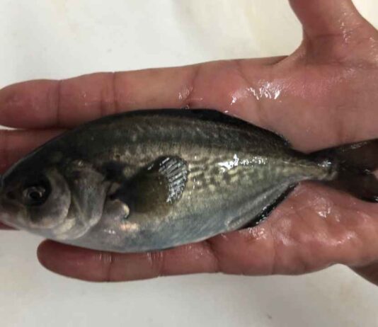 Laboratorio de Cultivo de Peces UCN realiza producción de Cojinoba del Norte en Sistema de Recirculación en Tierra