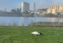 SAG Biobío realiza jornada educativa en lagunas urbanas de Concepción