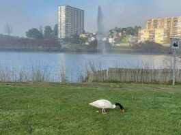 SAG Biobío realiza jornada educativa en lagunas urbanas de Concepción