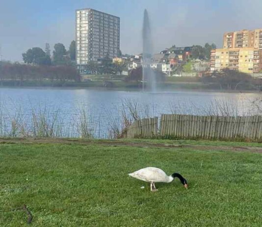 SAG Biobío realiza jornada educativa en lagunas urbanas de Concepción