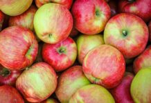Manzana Honeycrisp: ¿Por Qué Su Precio se Ha Disparado Casi un Triple en EE. UU. Desde Mediados de 2024?