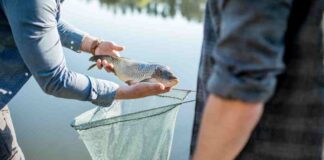 Nueva vida para el pescado chileno fresco