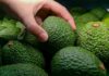 Países que lideran las exportaciones de aguacate fresco a Estados Unidos en 2024