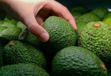 Países que lideran las exportaciones de aguacate fresco a Estados Unidos en 2024