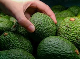 Países que lideran las exportaciones de aguacate fresco a Estados Unidos en 2024