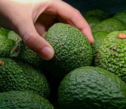 Países que lideran las exportaciones de aguacate fresco a Estados Unidos en 2024