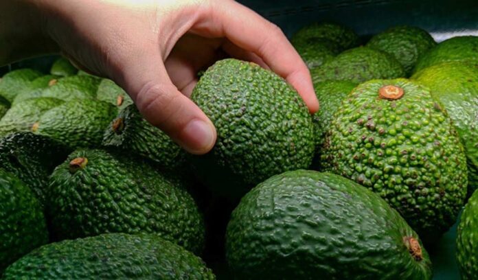 Países que lideran las exportaciones de aguacate fresco a Estados Unidos en 2024