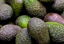 Palta chilena cierra temporada con su mayor producción en 15 años
