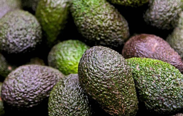 Palta chilena cierra temporada con su mayor producción en 15 años