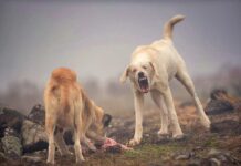 Perros asilvestrados: La millonaria amenaza que diezma la ganadería chilena
