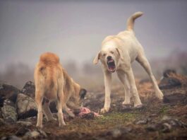 Perros asilvestrados: La millonaria amenaza que diezma la ganadería chilena
