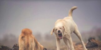 Perros asilvestrados: La millonaria amenaza que diezma la ganadería chilena