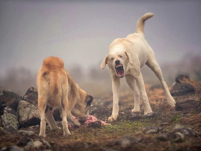 Perros asilvestrados: La millonaria amenaza que diezma la ganadería chilena