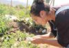 Polinizadores, enemigos naturales y bandas florales: claves para una agricultura sostenible