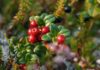 Potencial productivo y desafíos del cranberry en Chile