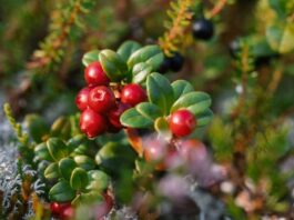 Potencial productivo y desafíos del cranberry en Chile