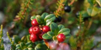 Potencial productivo y desafíos del cranberry en Chile