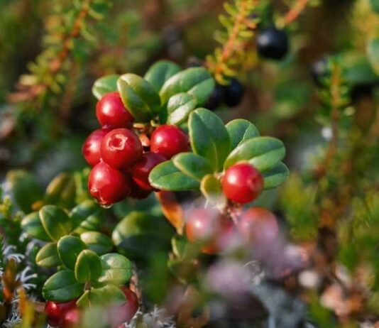 Potencial productivo y desafíos del cranberry en Chile