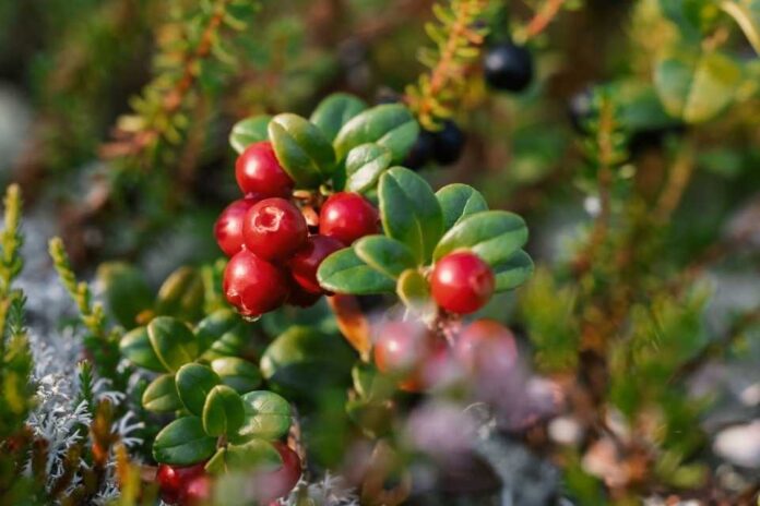 Potencial productivo y desafíos del cranberry en Chile