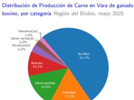 Producción de carne en vara de ganado bovino de la Región del Biobío presentó un incremento interanual de 2,1% en mayo de 2025