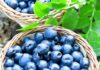Productores de arándanos en Michigan adoptan estrategias intensivas ante el alza de costos
