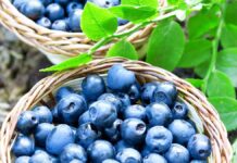 Productores de arándanos en Michigan adoptan estrategias intensivas ante el alza de costos
