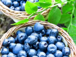 Productores de arándanos en Michigan adoptan estrategias intensivas ante el alza de costos