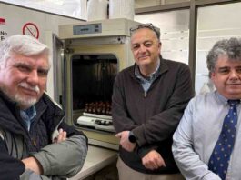 Proyecto para transformar orujo en suplemento ganadero avanza hacia etapa de validación con productores en Ñuble