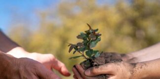 Rescate de la biodiversidad nativa 