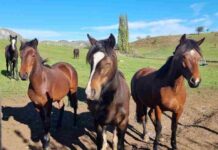 SAG Aysén informa que no se han detectado equinos positivos a Anemia Infecciosa Equina en la región