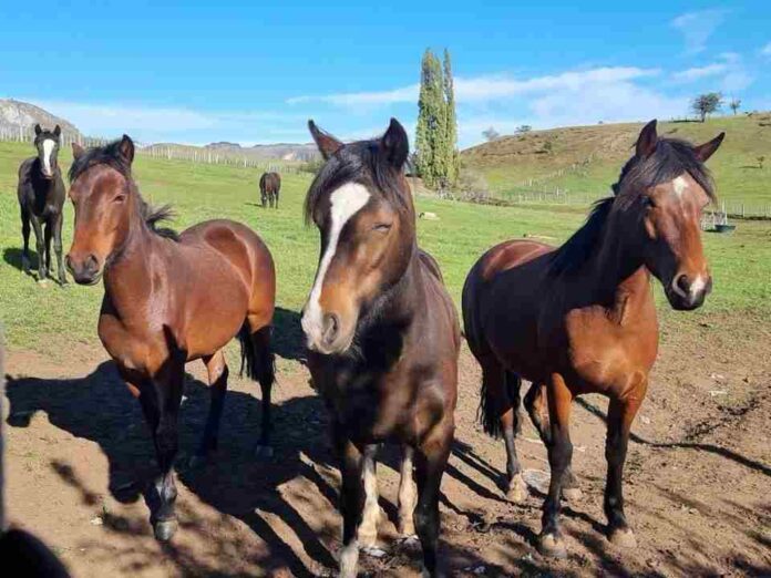 SAG Aysén informa que no se han detectado equinos positivos a Anemia Infecciosa Equina en la región