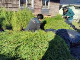 SAG Los Lagos retiene más de 7 mil plantas de Ciprés en Ancud por incumplimiento normativo y riesgo sanitario