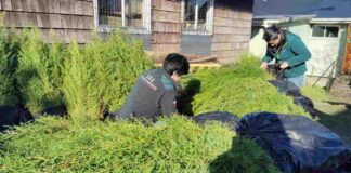 SAG Los Lagos retiene más de 7 mil plantas de Ciprés en Ancud por incumplimiento normativo y riesgo sanitario