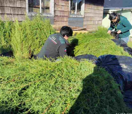 SAG Los Lagos retiene más de 7 mil plantas de Ciprés en Ancud por incumplimiento normativo y riesgo sanitario