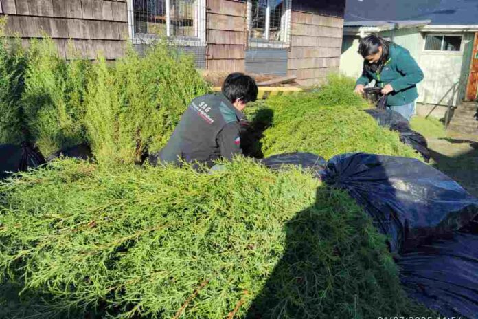 SAG Los Lagos retiene más de 7 mil plantas de Ciprés en Ancud por incumplimiento normativo y riesgo sanitario
