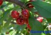 Sunergist® mejora el color de las cerezas y reduce el tiempo de cosecha. Suntton International Inc. es una empresa dedicada a la producción y distribución de productos químicos de alto valor y calidad, con presencia a nivel global. Su división agrícola está enfocada principalmente en el desarrollo de reguladores de crecimiento para cultivos de alto valor. Uno de sus productos exclusivos, Sunergist®, estará disponible próximamente en los mercados de Latinoamérica, Estados Unidos y Europa. Este producto ofrece una herramienta única para el mejoramiento del color y la calidad de las cerezas, mediante la promoción de proteínas anti-estrés y la regulación de diferentes metabolismos en los árboles de cereza. Sunergist®: llevando el color de sus cerezas al siguiente nivel Gabriel Torres, gerente Técnico de la División de Agricultura de Suntton Internacional, indica que: ¨En todos los estudios con Sunergist® en Chile y Estados Unidos, se ha observado un incremento significativo de la cantidad de fruta cosechada para exportación de 70% (práctica del agricultor) al 90% cuando Sunergist® es aplicado¨. Sunergist®: llevando el color de sus cerezas al siguiente nivel Estos resultados son posibles al obtener una coloración homogénea a lo largo de todo el campo. Adicionalmente, se ha observado una reducción en los pases de cosecha de tres pases (práctica del agricultor) a una sola cosecha por temporada, trayendo ahorros significativos a los agricultores. Sunergist®: llevando el color de sus cerezas al siguiente nivel Presencia de Sunergist® en eventos Si usted es productor, comercializador o está interesado en tecnologías de punta en la producción de cereza, acompañe a nuestro equipo técnico en el X Simposio Internacional de la Cereza en Richland, Washington, Estados Unidos, del 2 al 5 de junio, o en Santiago de Chile durante la Tercera Edición del CherryTech , el 17 de junio, para hablar de las bondades de Sunergist® en la producción de cereza.