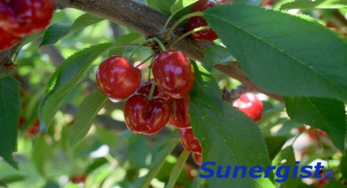 Sunergist® mejora el color de las cerezas y reduce el tiempo de cosecha. Suntton International Inc. es una empresa dedicada a la producción y distribución de productos químicos de alto valor y calidad, con presencia a nivel global. Su división agrícola está enfocada principalmente en el desarrollo de reguladores de crecimiento para cultivos de alto valor. Uno de sus productos exclusivos, Sunergist®, estará disponible próximamente en los mercados de Latinoamérica, Estados Unidos y Europa. Este producto ofrece una herramienta única para el mejoramiento del color y la calidad de las cerezas, mediante la promoción de proteínas anti-estrés y la regulación de diferentes metabolismos en los árboles de cereza. Sunergist®: llevando el color de sus cerezas al siguiente nivel Gabriel Torres, gerente Técnico de la División de Agricultura de Suntton Internacional, indica que: ¨En todos los estudios con Sunergist® en Chile y Estados Unidos, se ha observado un incremento significativo de la cantidad de fruta cosechada para exportación de 70% (práctica del agricultor) al 90% cuando Sunergist® es aplicado¨. Sunergist®: llevando el color de sus cerezas al siguiente nivel Estos resultados son posibles al obtener una coloración homogénea a lo largo de todo el campo. Adicionalmente, se ha observado una reducción en los pases de cosecha de tres pases (práctica del agricultor) a una sola cosecha por temporada, trayendo ahorros significativos a los agricultores. Sunergist®: llevando el color de sus cerezas al siguiente nivel Presencia de Sunergist® en eventos Si usted es productor, comercializador o está interesado en tecnologías de punta en la producción de cereza, acompañe a nuestro equipo técnico en el X Simposio Internacional de la Cereza en Richland, Washington, Estados Unidos, del 2 al 5 de junio, o en Santiago de Chile durante la Tercera Edición del CherryTech , el 17 de junio, para hablar de las bondades de Sunergist® en la producción de cereza.
