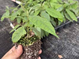 Tecnología de micropropagación in vitro de paltos es validada para Chile y Latinoamérica
