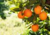 Top 10 mercados productores de naranjas temporada 2024 / 2025