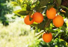 Top 10 mercados productores de naranjas temporada 2024 / 2025