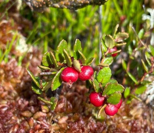 Turberas:  Un tesoro escondido en la Patagonia que podrás explorar en el Museo Regional de Aysén