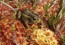 Turberas: el tesoro oculto de la Patagonia 