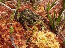 Turberas: el tesoro oculto de la Patagonia 
