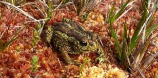 Turberas: el tesoro oculto de la Patagonia 