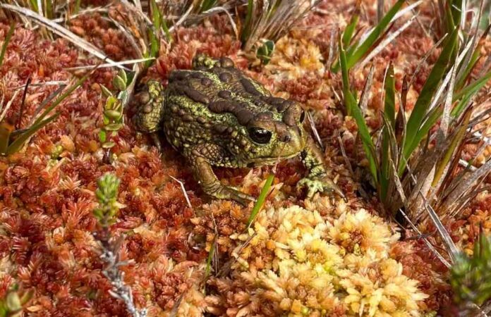 Turberas: el tesoro oculto de la Patagonia 