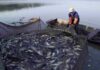 Universidad de Los Lagos se hace parte de importantes investigaciones acerca de la diversidad genética y manejo sostenible del jurel en Chile