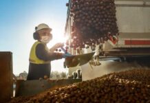 Chile proyecta convertirse en segundo productor mundial de avellano europeo