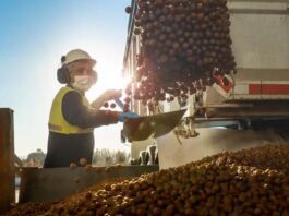 Chile proyecta convertirse en segundo productor mundial de avellano europeo