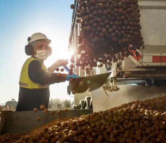 Chile proyecta convertirse en segundo productor mundial de avellano europeo