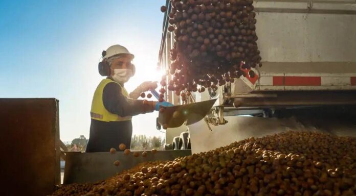 Chile proyecta convertirse en segundo productor mundial de avellano europeo